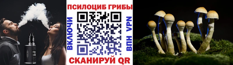 Купить  Злынка  Псилоцибиновые грибы Psilocybe 